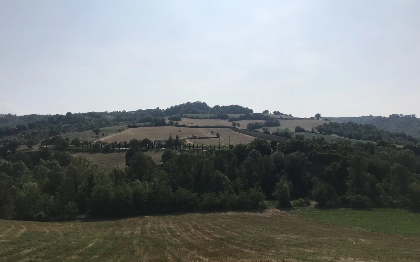 Cesenatico vineyards