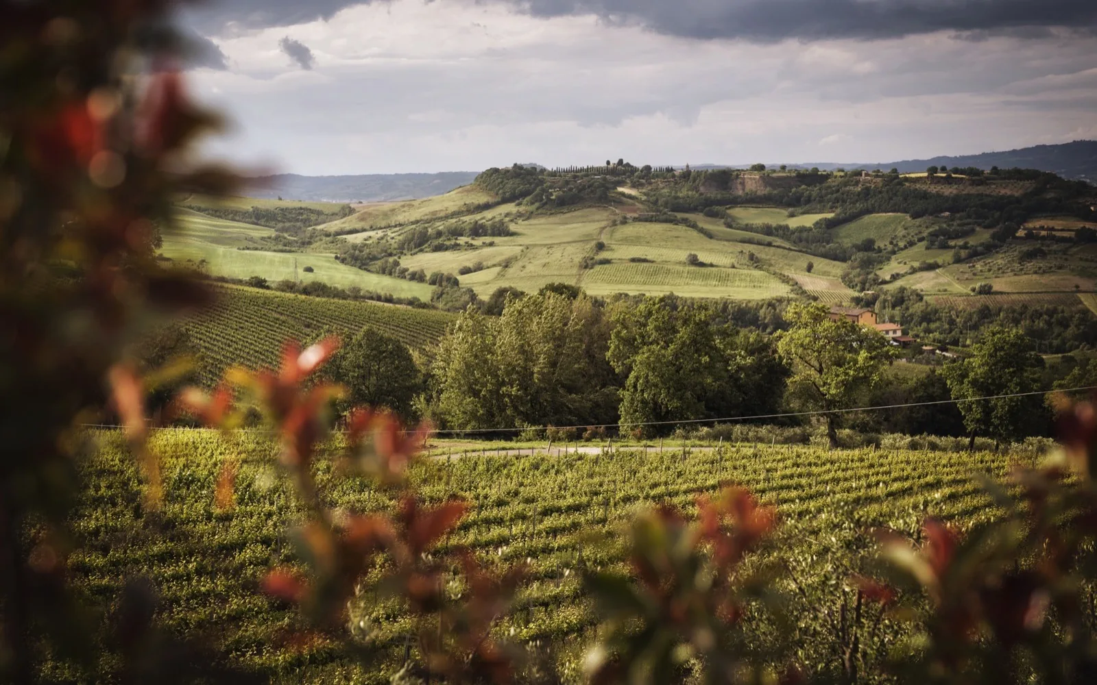 altarocca wine resort landscape