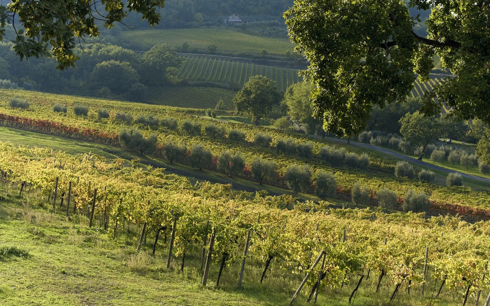 altaroccawineresaltarocca Landscape-Ottobre__SGF9620_Web_2000px